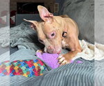 Small Photo #3 American Pit Bull Terrier-Unknown Mix Puppy For Sale in Germantown, OH, USA