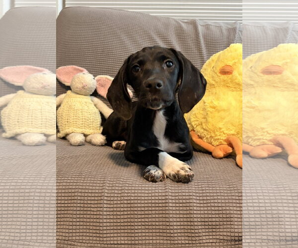 Medium Photo #3 American Foxhound-Unknown Mix Puppy For Sale in Tampa, FL, USA