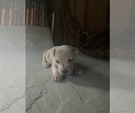 Puppy Puppy 1 America Bandogge Mastiff-American Bully Mix