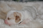 Small Photo #3 Cavapoo Puppy For Sale in PHOENIX, AZ, USA