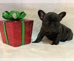 Puppy 1 French Bulldog