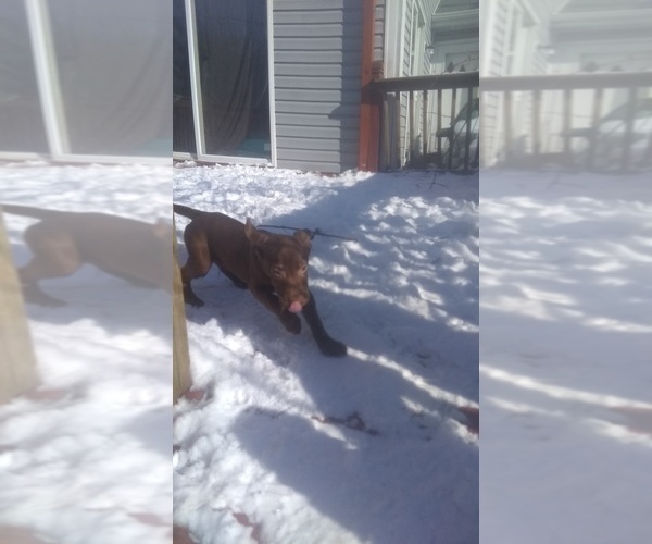 Medium Photo #1 Labrador Retriever Puppy For Sale in PLAINFIELD, IL, USA