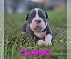 Medium American Bully
