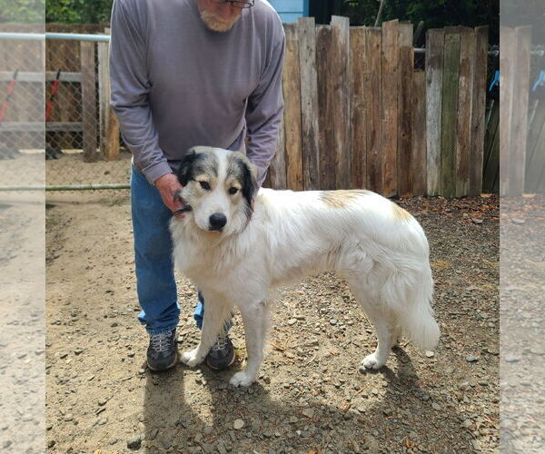 Medium Photo #2 Anatolian Pyrenees Puppy For Sale in Bend, OR, USA