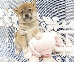 Puppy 4 Shiba Inu