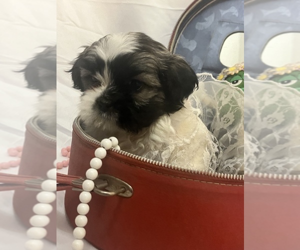 Medium Photo #1 Shih Tzu Puppy For Sale in DETROIT, MI, USA