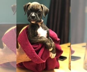 Boxer Puppy for sale in ARCHBOLD, OH, USA
