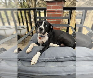 Mutt Dogs for adoption in Springdale, PA, USA