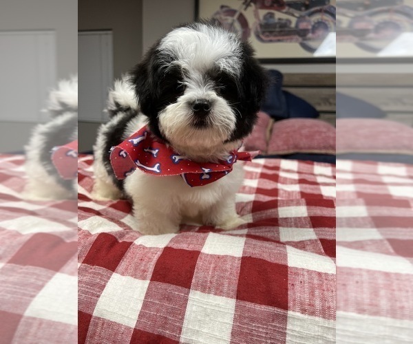 Medium Photo #5 Lhatese-Maltese Mix Puppy For Sale in RICHMOND, IL, USA