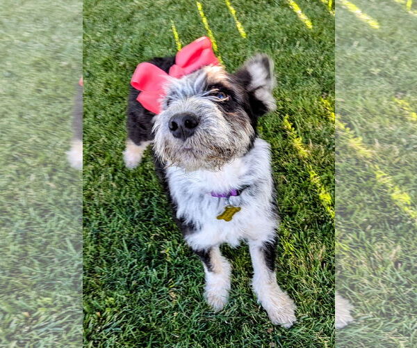 Medium Photo #15 Mutt Puppy For Sale in Sandy, UT, USA