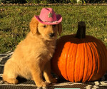 Puppy Lilly Golden Retriever