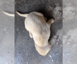 Small #20 Labrador Retriever