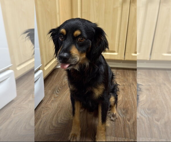 Medium Photo #5 Cocker Spaniel-Papillon Mix Puppy For Sale in Escondido, CA, USA