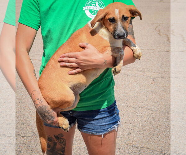 Medium Photo #3 German Shepherd Dog-Unknown Mix Puppy For Sale in Huntley, IL, USA