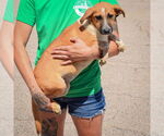 Small #2 German Shepherd Dog Mix