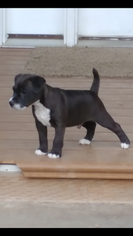 Jack Russell Terrier-Patterdale Terrier Mix Puppy for sale in BREWSTER, WA, USA