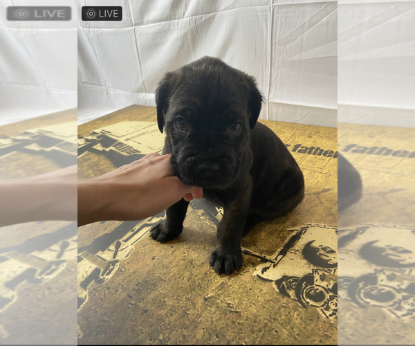 Medium Photo #5 Cane Corso Puppy For Sale in JERSEY CITY, NJ, USA