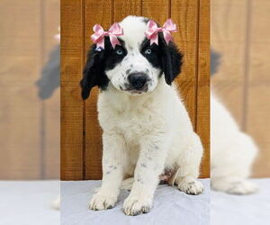 Mutt Dogs for adoption in Mt. Laurel, NJ, USA