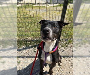 American Pit Bull Terrier-Unknown Mix Dogs for adoption in Jackson , NJ, USA