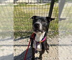 Small American Pit Bull Terrier Mix