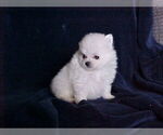 Small #4 Pomeranian