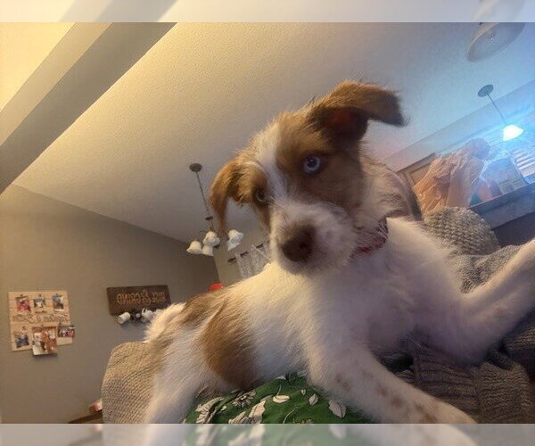 Medium Photo #2 Mutt Puppy For Sale in Brooklyn Center, MN, USA