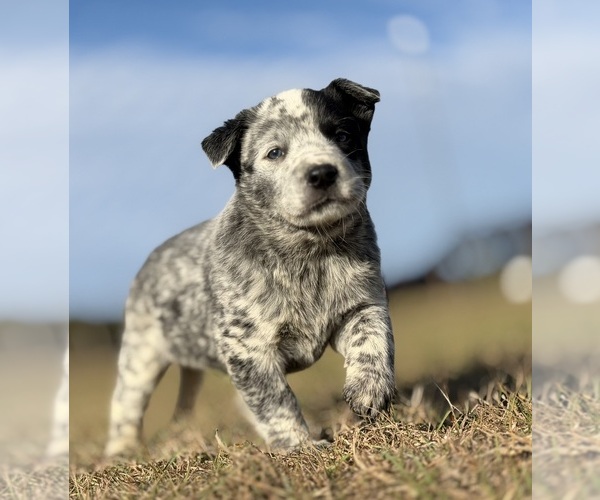 Medium Photo #1 Australian Cattle Dog Puppy For Sale in ZOLFO SPRINGS, FL, USA