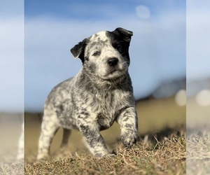 Australian Cattle Dog Puppy for sale in ZOLFO SPRINGS, FL, USA