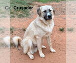 Small #13 Anatolian Shepherd-Great Pyrenees Mix