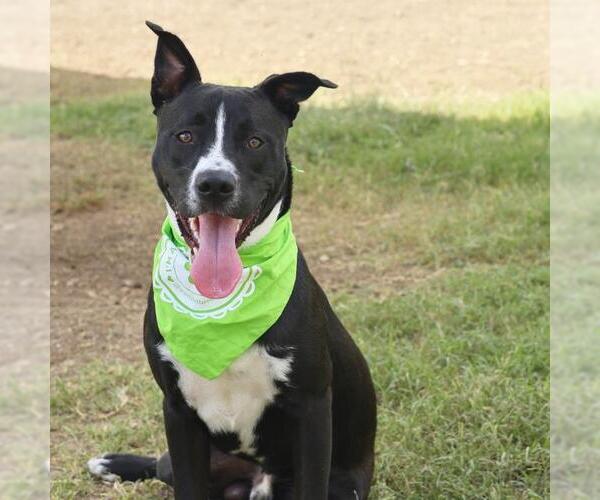 Medium Photo #3 American Staffordshire Terrier-Unknown Mix Puppy For Sale in San Antonio, TX, USA