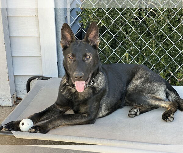 Medium Photo #1 German Shepherd Dog Puppy For Sale in La Grange , NC, USA