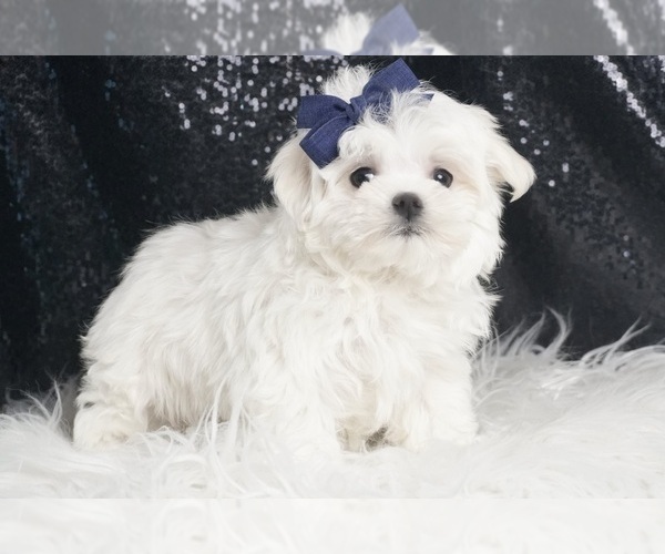 Medium Photo #36 Maltese Puppy For Sale in WARSAW, IN, USA