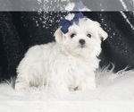 Small Photo #36 Maltese Puppy For Sale in WARSAW, IN, USA