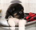 Small Photo #35 Australian Shepherd Puppy For Sale in STAFFORD, VA, USA