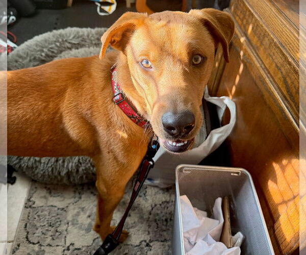 Medium Photo #5 Labrador Retriever-Unknown Mix Puppy For Sale in San Diego, CA, USA