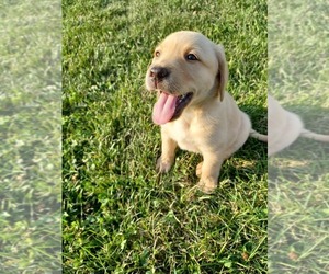 Golden Labrador-Labradoodle Mix Puppy for sale in MILLERSBURG, IN, USA