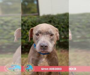 American Bulldog-Unknown Mix Dogs for adoption in Mobile, AL, USA