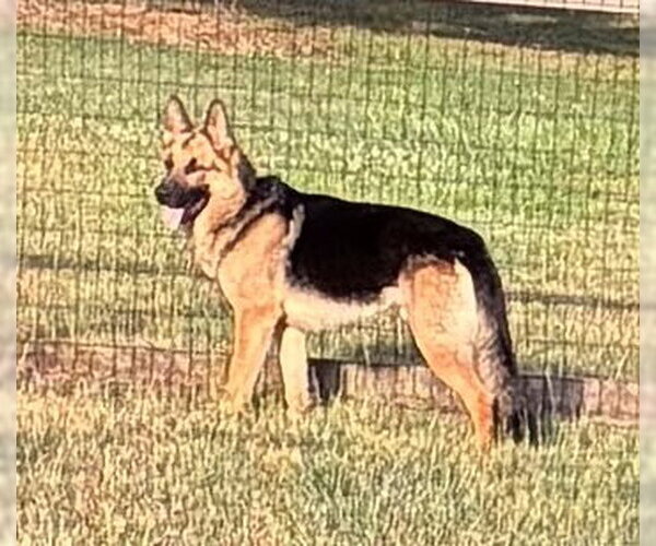 Medium Photo #1 German Shepherd Dog Puppy For Sale in La Grange , NC, USA