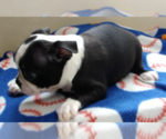 Small #2 Boston Terrier