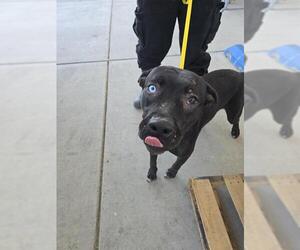 Mutt Dogs for adoption in Bakersfield, CA, USA