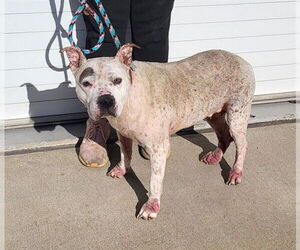 Staffordshire Bull Terrier-Unknown Mix Dogs for adoption in Louisville, KY, USA