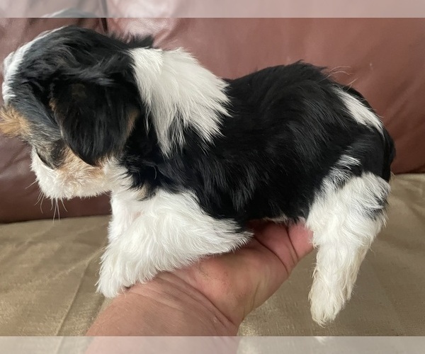 Medium Photo #8 Yorkshire Terrier Puppy For Sale in DENVER, CO, USA