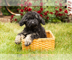 Miniature Bernedoodle Puppy for sale in TOPEKA, IN, USA