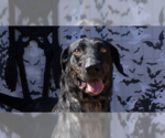 Small #3 German Shorthaired Pointer Mix