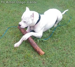 Father of the Dogo Argentino puppies born on 07/29/2018