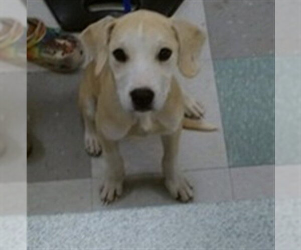 Medium Photo #1 Black Mouth Cur-Unknown Mix Puppy For Sale in Oklahoma City, OK, USA