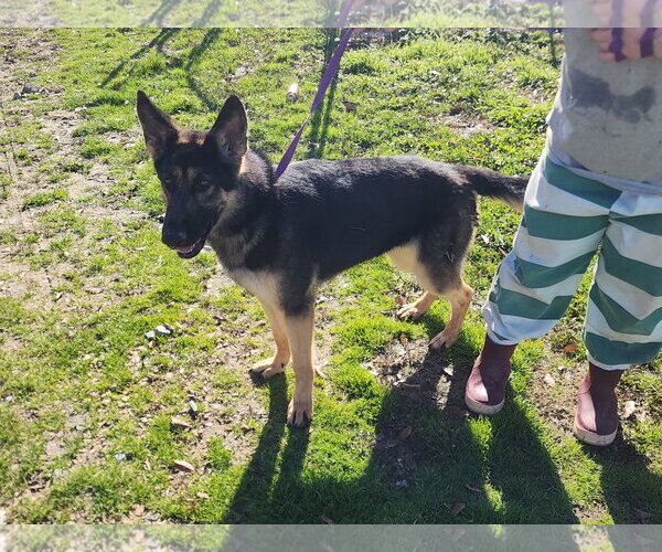 Medium Photo #4 German Shepherd Dog Puppy For Sale in Jackson, MS, USA