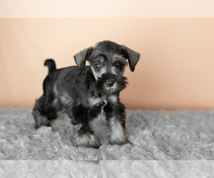 Medium Schnauzer (Miniature)