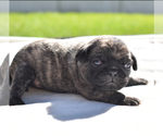 Small Photo #2 Pug Puppy For Sale in PALM COAST, FL, USA