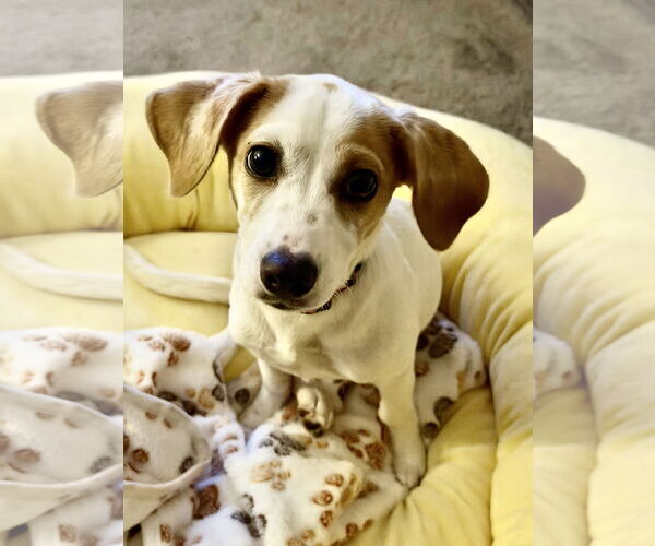 Medium Photo #2 Doxle Puppy For Sale in Omaha, NE, USA
